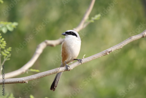 Beautiful bird long tailed shrike sitting on tree branch looking for food. Background for seasonal greetings or wall mounting.