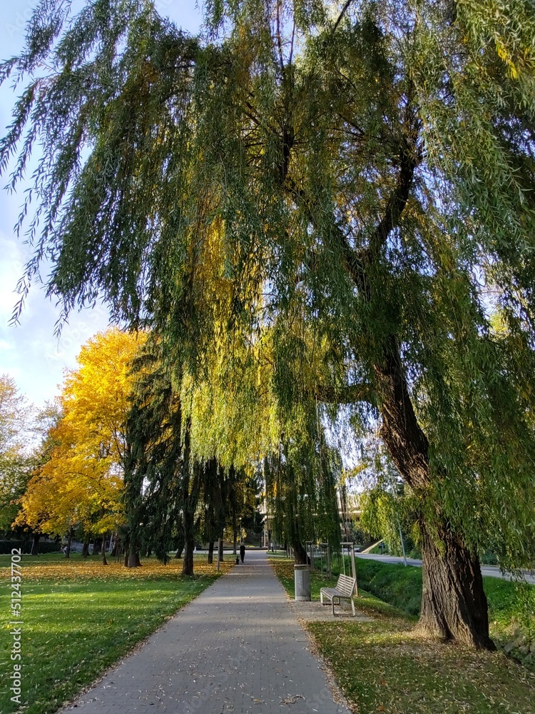 Fototapeta premium Autumn colorful leaves on the ground and on the trees. Slovakia