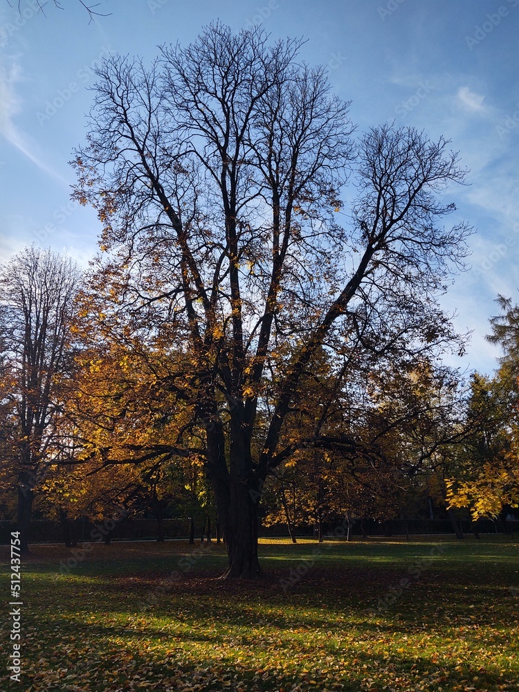 Fototapeta premium Autumn colorful leaves on the ground and on the trees. Slovakia