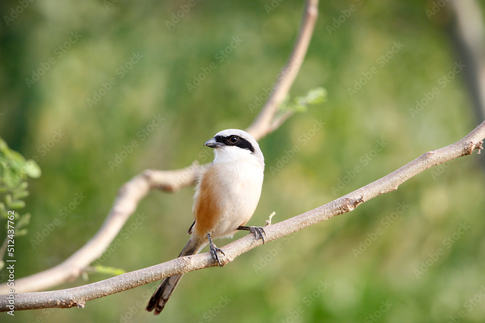 Obraz premium Beautiful bird long tailed shrike sitting on tree branch looking for food. Background for seasonal greetings or wall mounting.