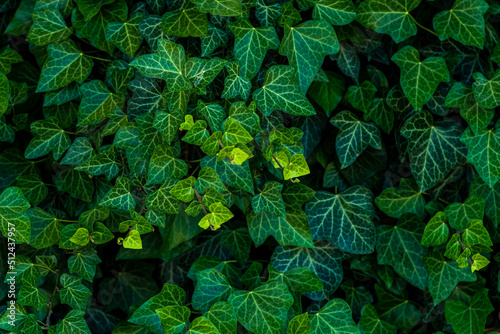  background of lush green ivy leaves Green ivy leaves with white veins growing on a bush climbing on a wall. Evergreen plant on a wall. A green ivy leaves - 