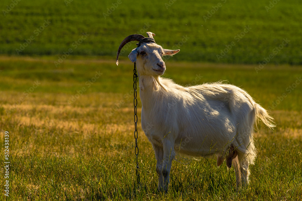 Obraz premium Domestic goats graze in the field in summer, with green grass in the background. Wildlife, animals on a meadow, Beautiful summer landscape sunset