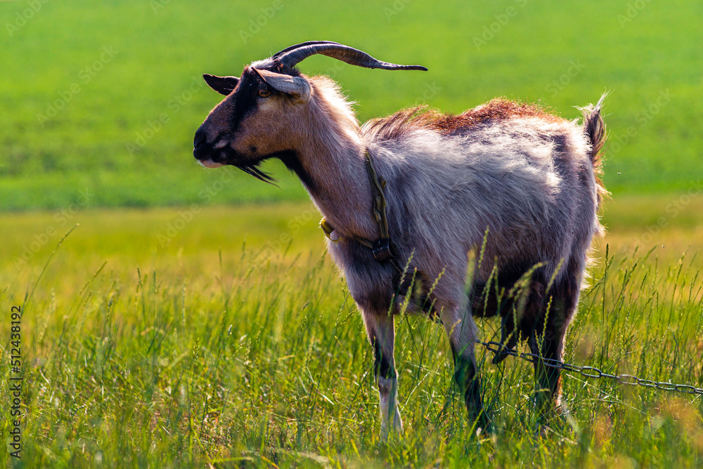 Domestic goats graze in the field in summer, with green grass in the background. Wildlife, animals on a meadow, Beautiful summer landscape sunset Domestic goats graze in the field in summer, with green grass in the background. Wildlife, animals on a meadow, Beautiful summer landscape sunset