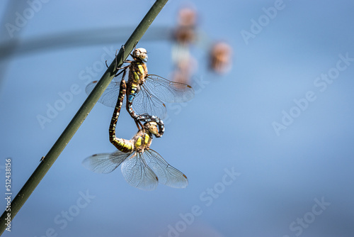 dragonfly on a branch