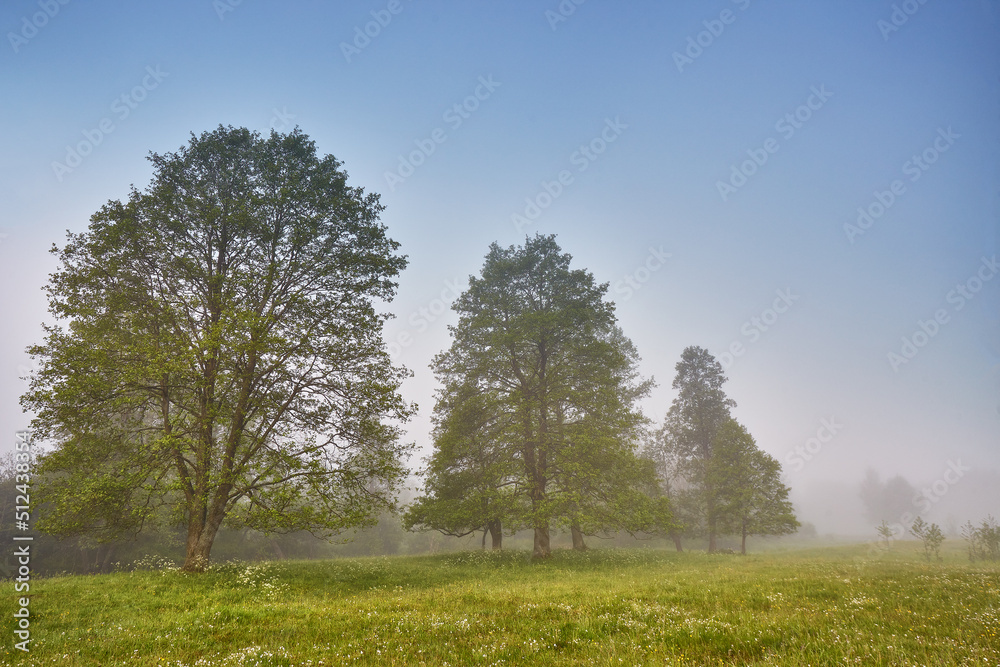 Summer foggy calm morning rural scene. Creek in misty woodland. Alder trees on riverside.