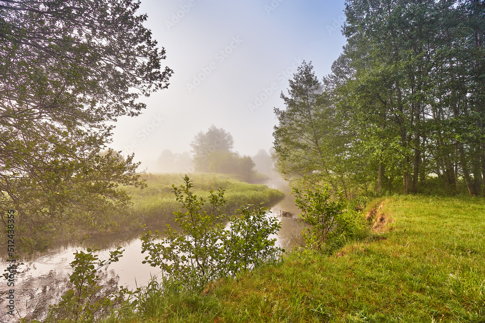 Summer foggy calm morning rural scene. Creek in misty woodland. Alder trees on riverside.