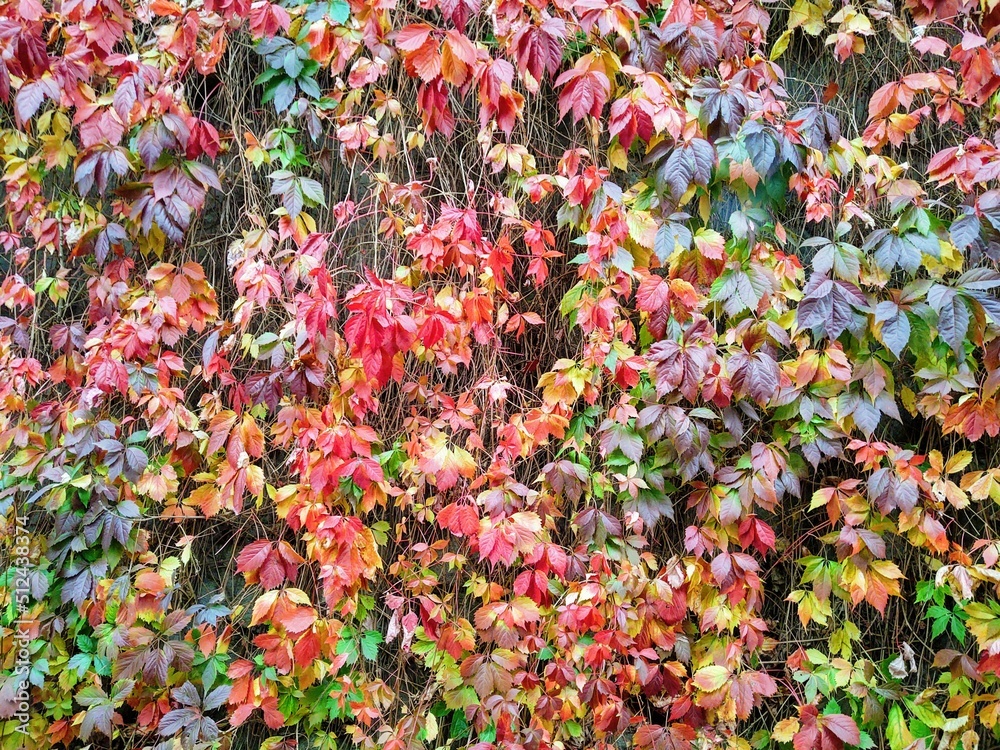 Autumn colorful leaves on the ground and on the trees. Slovakia Autumn colorful leaves on the ground and on the trees. Slovakia