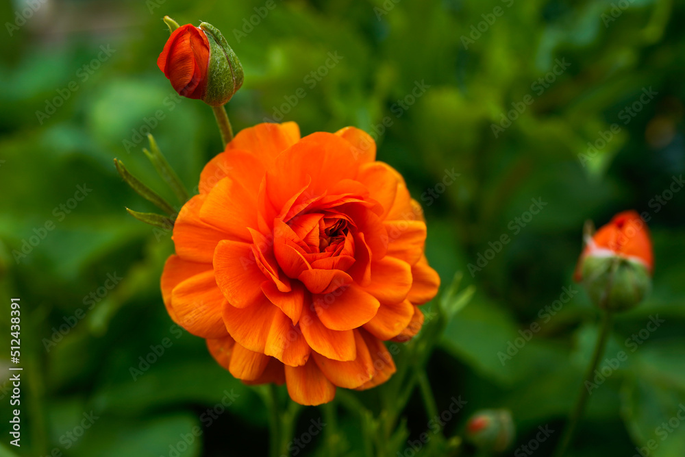 Beautiful, multi-layer, orange ranunculus flower growing outdoors. Additional orange bud in the background. Beautiful, multi-layer, orange ranunculus flower growing outdoors. Additional orange bud in the background.