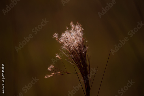 Grass flower on golden sunlight. Savannah summer landscape. © Waldemar Seehagen