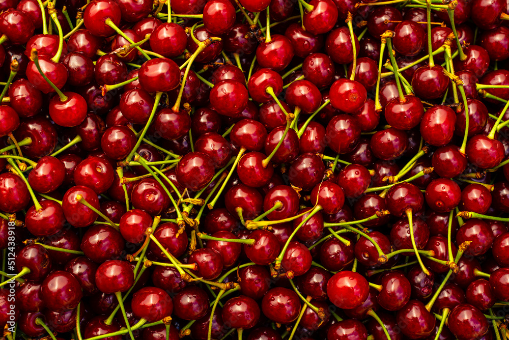 Branch of ripe cherries on a tree in a garden, Ripe cherries hanging from a cherry tree branch. just before harvest in early summer, Ripe cherries background. pattern Branch of ripe cherries on a tree in a garden, Ripe cherries hanging from a cherry tree branch. just before harvest in early summer, Ripe cherries background. pattern