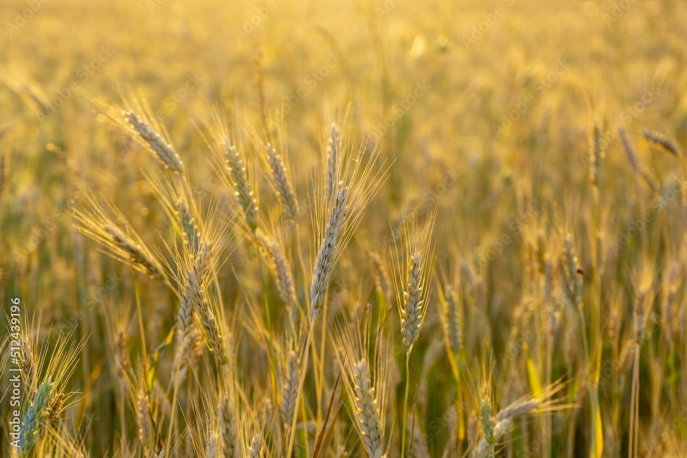 Wheat field during sunnrise or sunset. Slovakia	