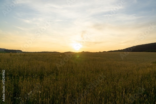 Wheat field during sunnrise or sunset. Slovakia 