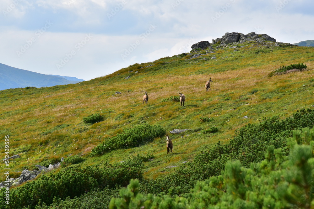 Chamois, High Tatras, Slovakia