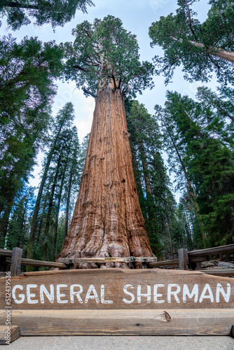 Vertical panorama of General Sherman in Sequoia National Park