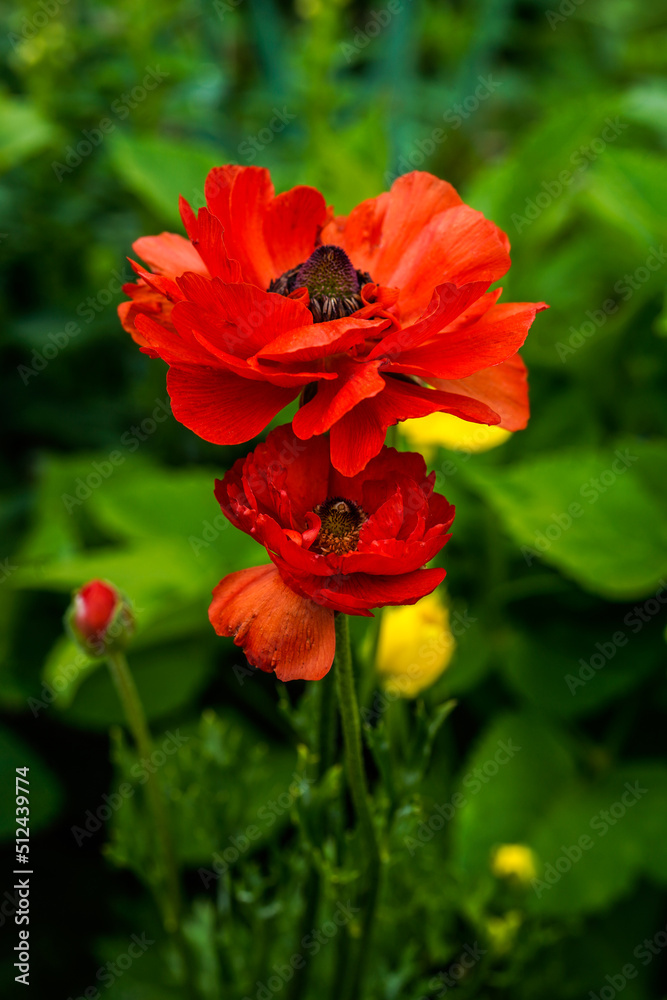 Fully, bloomed, red ranunculus flowers growing in an outdoor flower garden. Fully, bloomed, red ranunculus flowers growing in an outdoor flower garden.