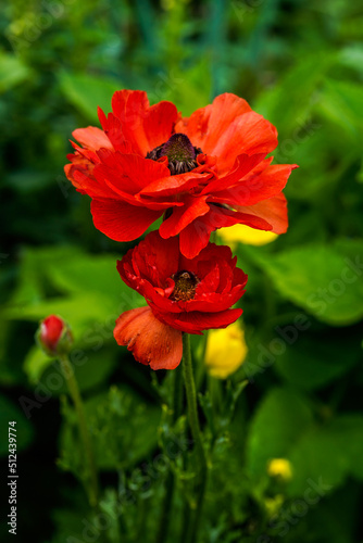 Fully, bloomed, red ranunculus flowers growing in an outdoor flower garden.