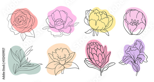 Vector line black illustration graphics flowers set: peony, protea, tulip, iris with colors stains.