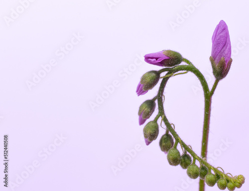 Nierozwinięty kwiat drosera capensis © Urszula