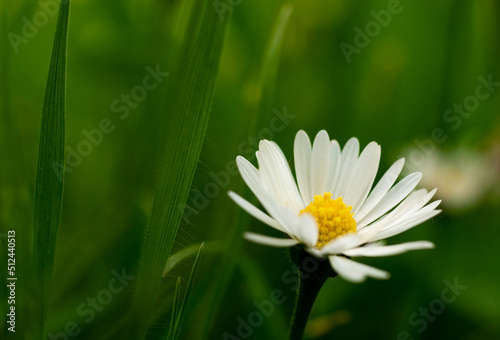 Kwiat w trawie © Urszula