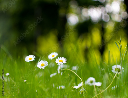Kwiaty w trawie © Urszula