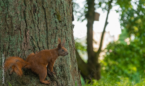 Wiewiórka na drzewie © Urszula