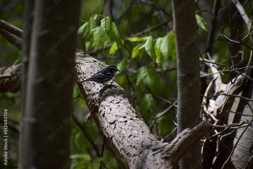 black and white warbler black and white warbler