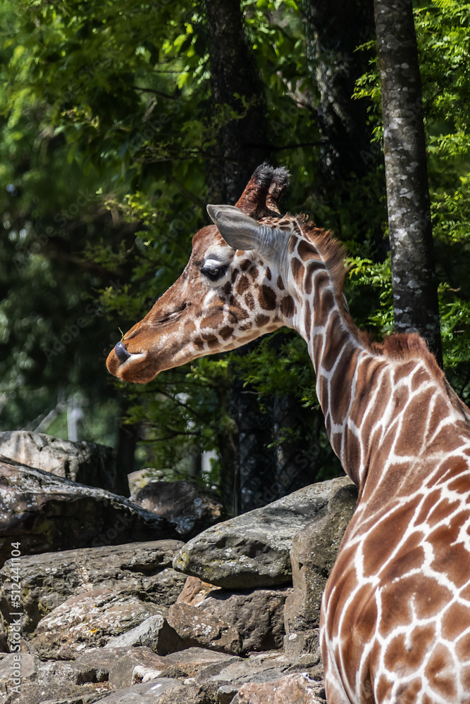 Giraffe in Amsterdam Artis Zoo. Amsterdam Artis Zoo is oldest zoo in the country. Amsterdam, the Netherlands. Giraffe in Amsterdam Artis Zoo. Amsterdam Artis Zoo is oldest zoo in the country. Amsterdam, the Netherlands.