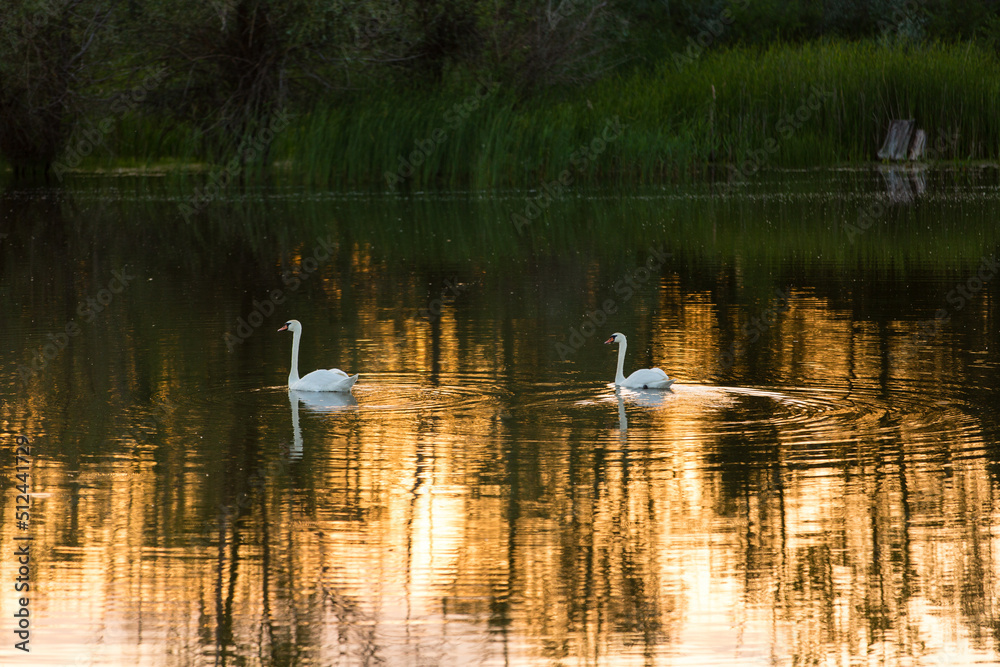 a pair of swans swim in a body of water at sunset a pair of swans swim in a body of water at sunset