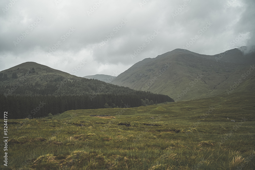 Forest at the base of mountain