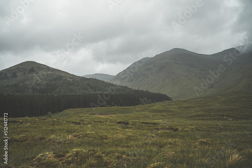 Forest at the base of mountain