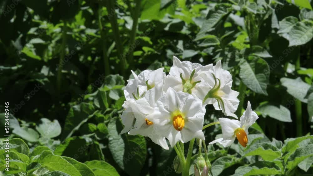 Close up of blooming white flowers of potato. Flowering potatoes field on a sunny summer day. Agricultural concept video. Selective focus Close up of blooming white flowers of potato. Flowering potatoes field on a sunny summer day. Agricultural concept video. Selective focus