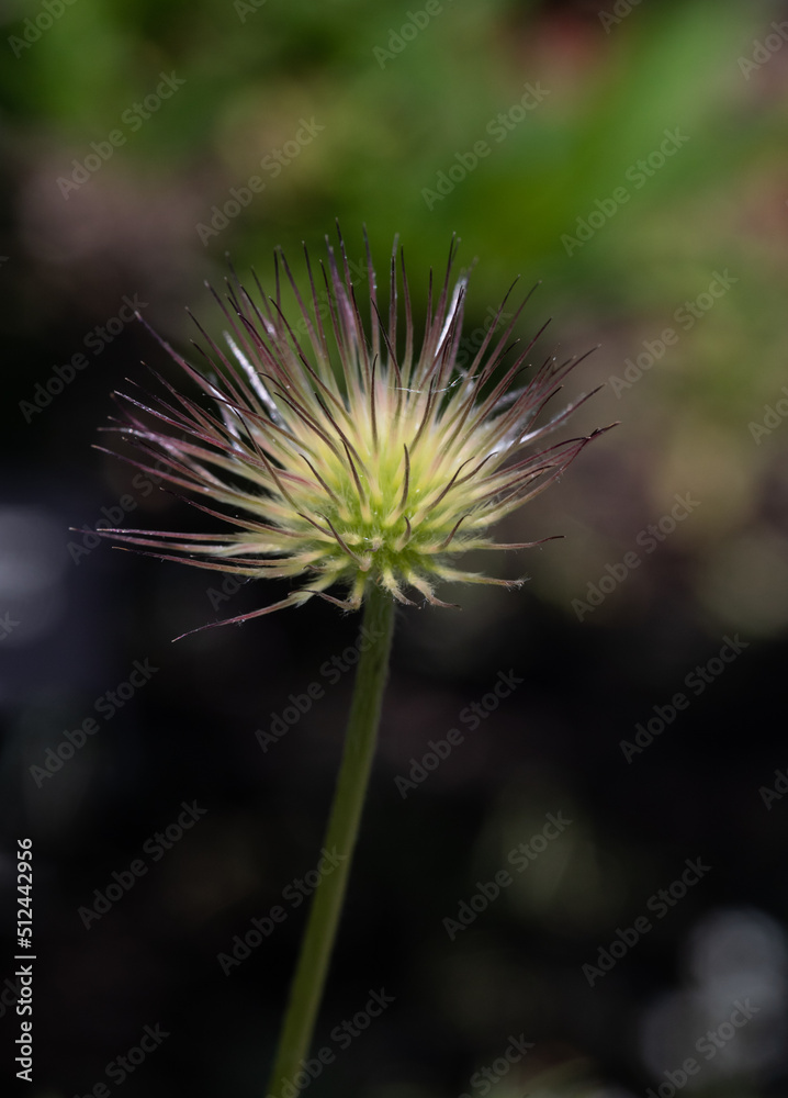 A Pasque Flower (Pulsatilla vulgaris) closeup in a garden