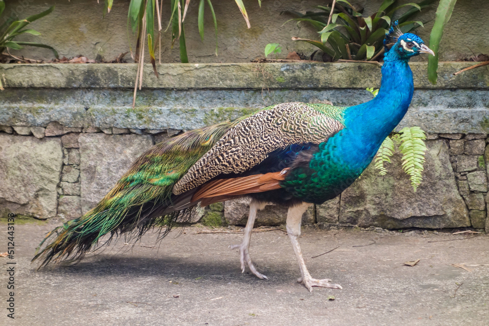 beautiful colorful peacock , close up view beautiful colorful peacock , close up view