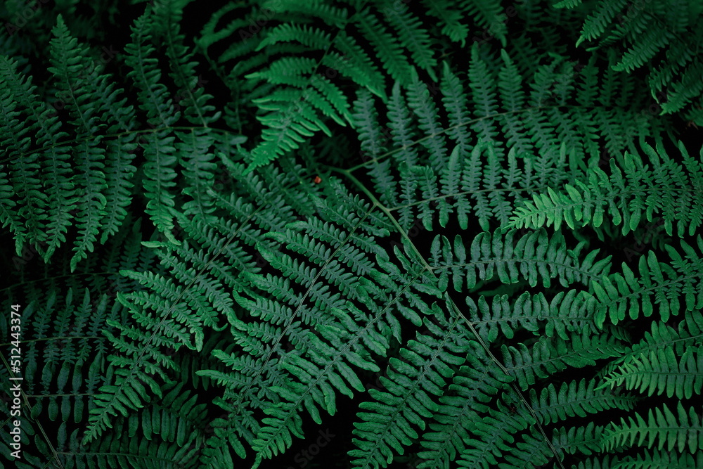 Fototapeta The background image that is green, dark green fern leaves, background dark green fern leaves used as wallpaper.