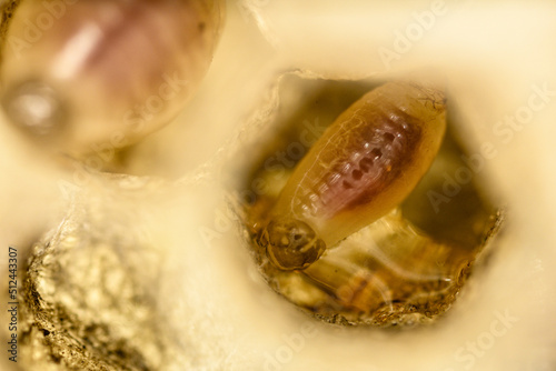 A bee larva inside a honeycomb.