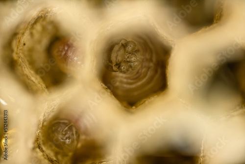 A bee larva inside a honeycomb.