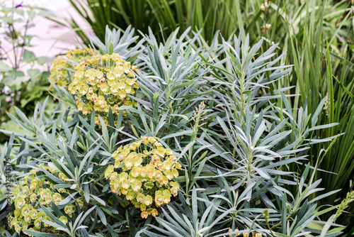 Mediterranean Spurge, Euphorbia characias 'Wulfenii' photo
