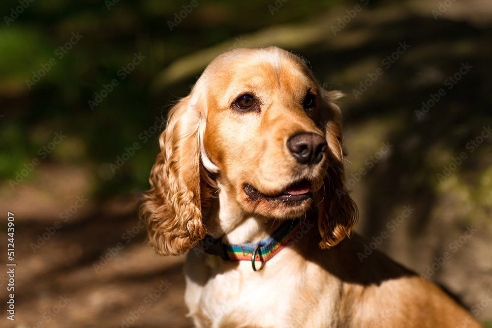beautiful dog,spaniel breed, muzzle close-up beautiful dog,spaniel breed, muzzle close-up