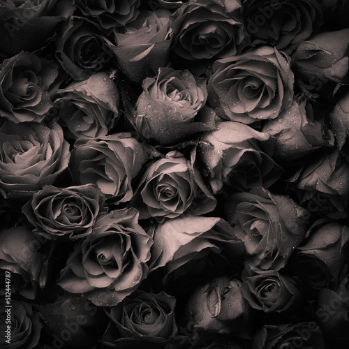 Red rose vintage background