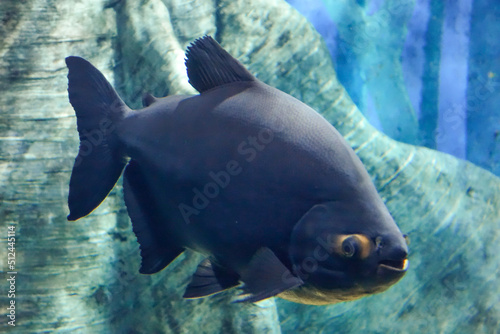 Tambaqui fish, Colossoma macropomum, also known as giant pacu. close view