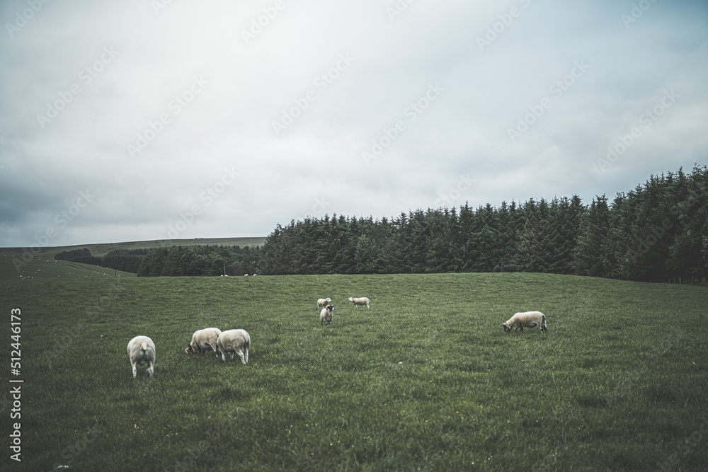 Sheep grazing on green field of grass
