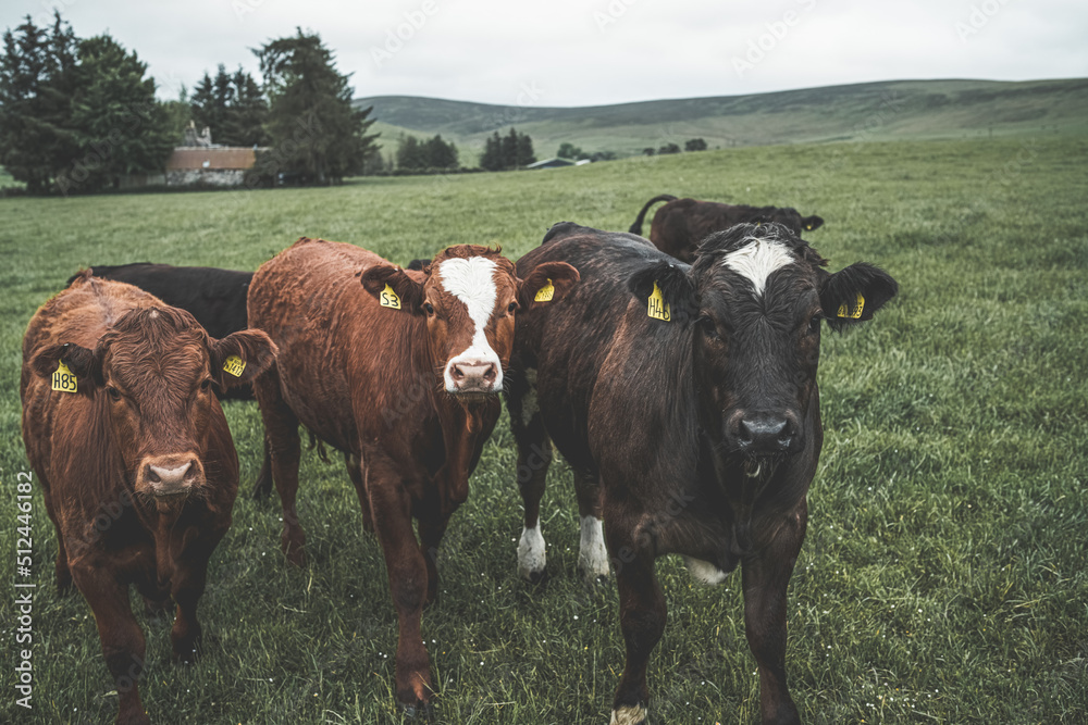 Herd of cattle in deep green field Herd of cattle in deep green field