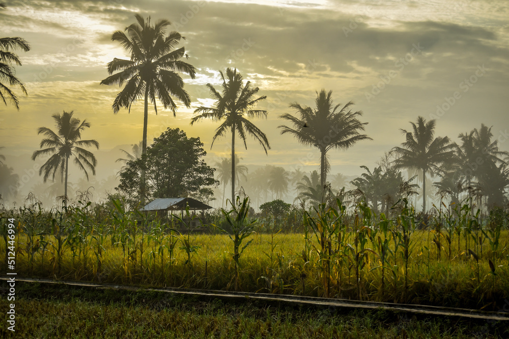 beautiful views of rice fields in the morning with rows of coconut trees, rice fields, huts and beautiful orange skies