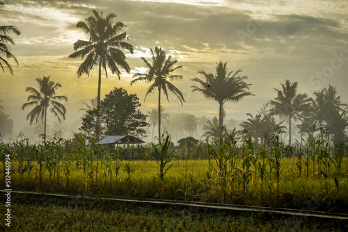 beautiful views of rice fields in the morning with rows of coconut trees, rice fields, huts and beautiful orange skies