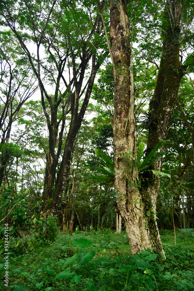 Obraz premium trees in the middle of tropical Asian forests, precisely in the Indonesian forests which are still dense and green with cool natural nuances