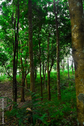 trees in the middle of tropical Asian forests  precisely in the Indonesian forests which are still dense and green with cool natural nuances