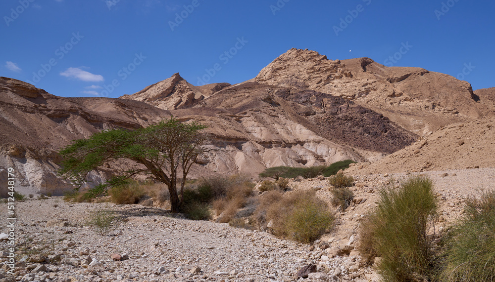 Colorful landscape of a mountain region in Negev desert. Panoramic view of orange sandy hills and mountain folds with green acacias growing in a dry wadi. The harsh beauty of the desert. Colorful landscape of a mountain region in Negev desert. Panoramic view of orange sandy hills and mountain folds with green acacias growing in a dry wadi. The harsh beauty of the desert.
