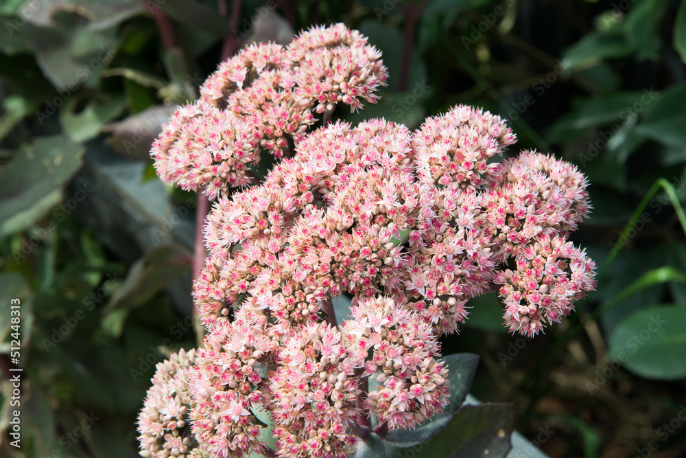 Beautiful bush with delicate pink inflorescence. Green leaves around. Beautiful bush with delicate pink inflorescence. Green leaves around.