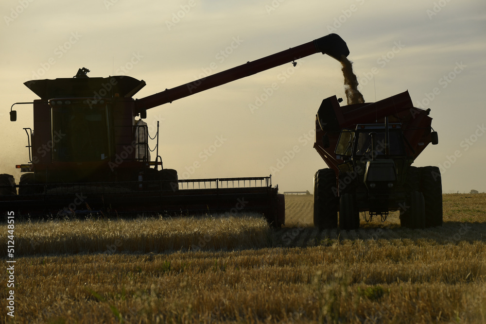 Fototapeta premium Harvester machine, harvesting in the Argentine countryside, Buenos Aires province, Argentina.