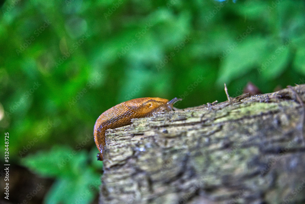 A snail climbing a tree trunk with blurred green background